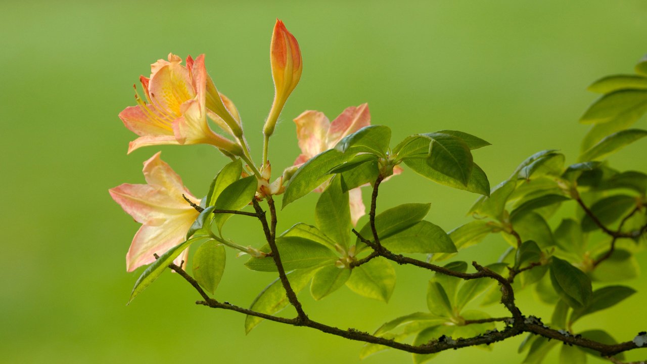 Обои ветка, листья, зелёный, цветок, ветки, размытость, branch, leaves, green, flower, branches, blur разрешение 1920x1200 Загрузить