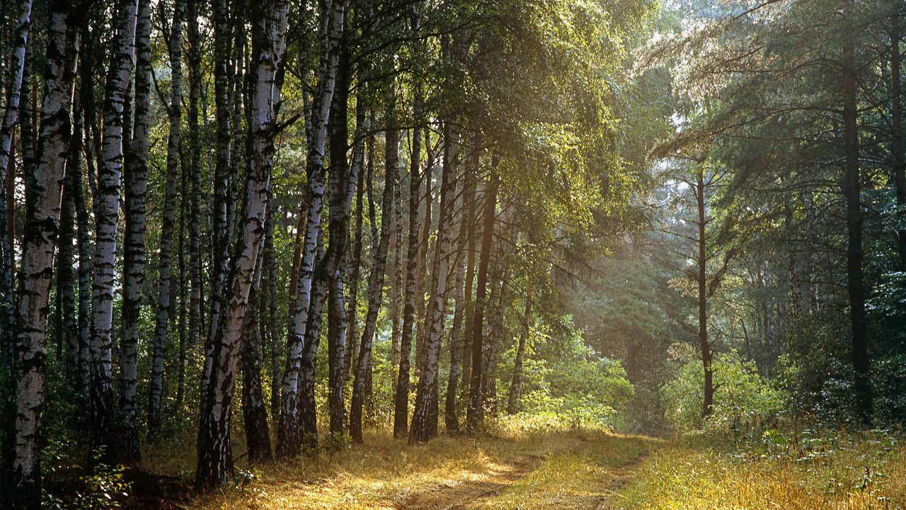 Обои дорога, деревья, лес, лучи, березы, road, trees, forest, rays, birch разрешение 1920x1200 Загрузить