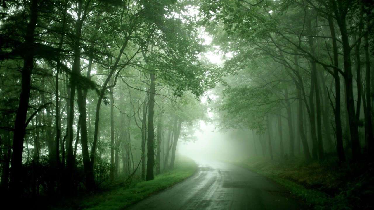 Обои дорога, лес, туман, road, forest, fog разрешение 2560x1600 Загрузить