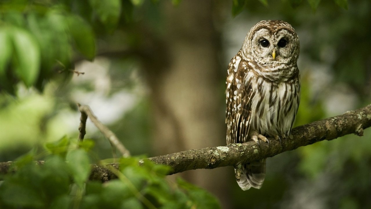 Обои сова, ветка, лес, птица, клюв, перья, неясыть, owl, branch, forest, bird, beak, feathers разрешение 2560x1600 Загрузить