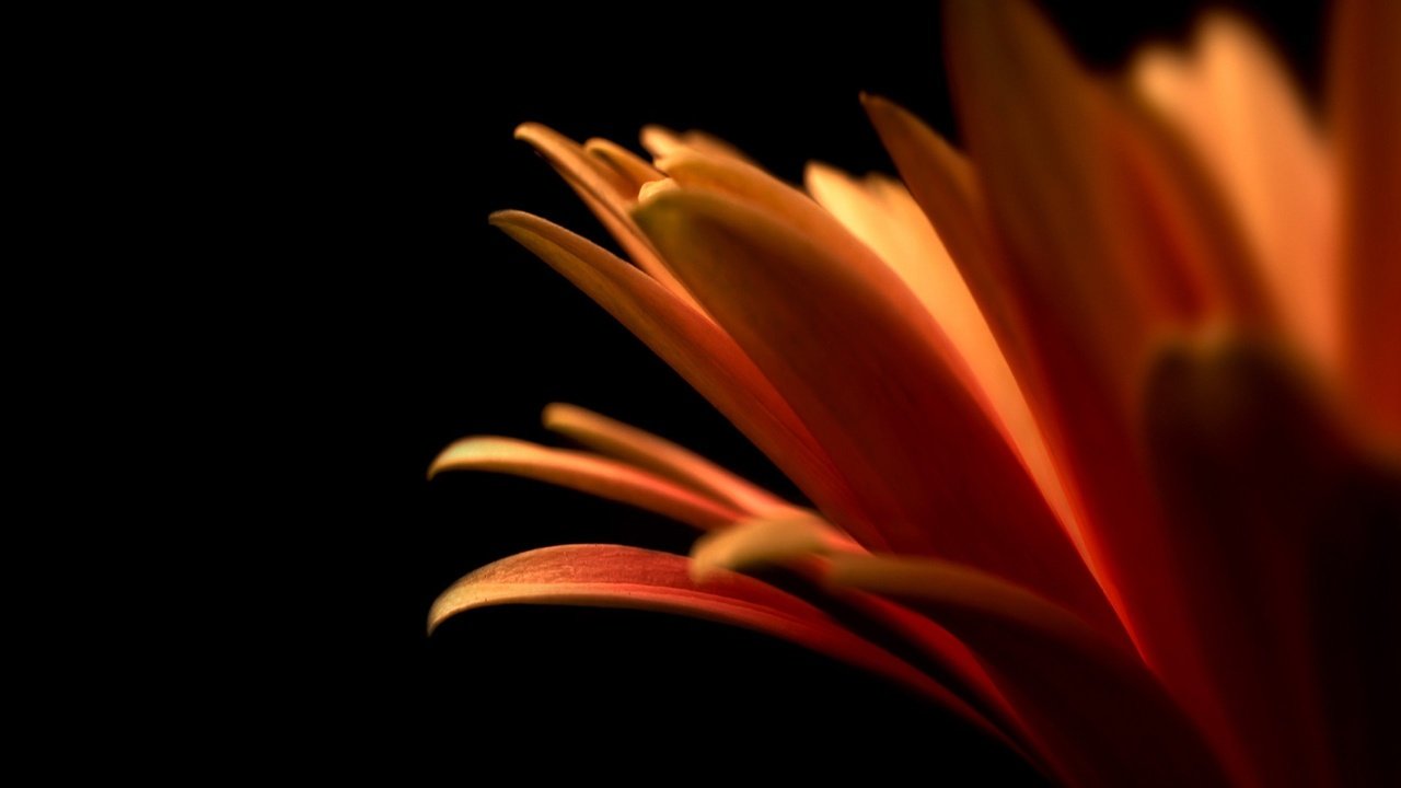 Обои цветок, лепестки, оранжевый, flower, petals, orange разрешение 2560x1600 Загрузить