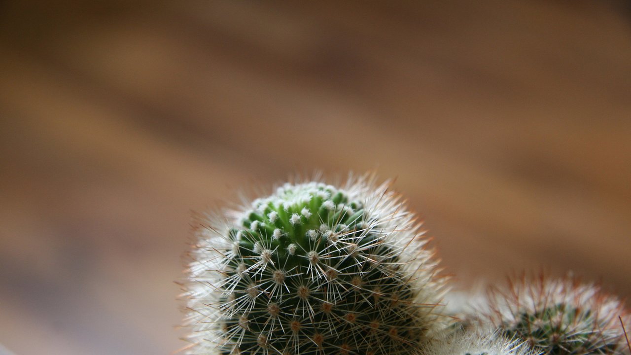 Обои фокус камеры, кактус, иголки, против, излучения, the focus of the camera, cactus, needles, against, radiation разрешение 2560x1600 Загрузить