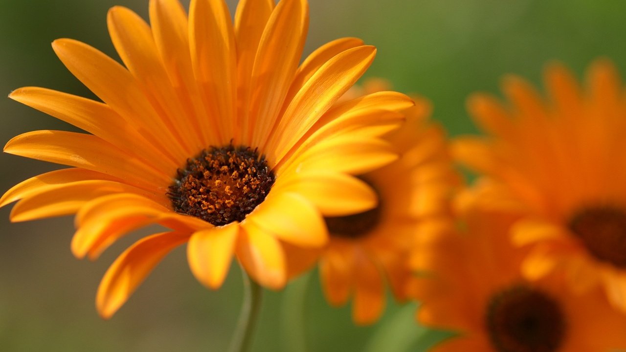 Обои цветы, лепестки, крупный план, оранжевые, календула, flowers, petals, close-up, orange, calendula разрешение 1920x1200 Загрузить