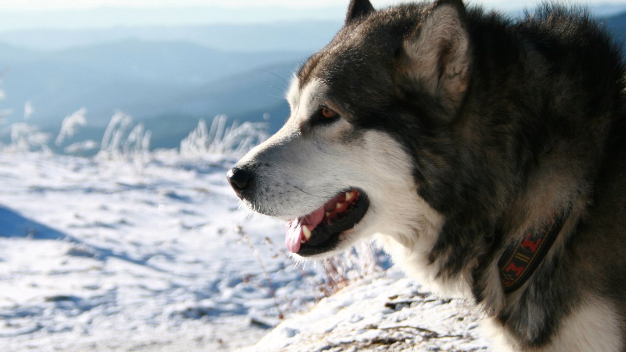 Обои снег, хаски, ошейник, аляскинский маламут, snow, husky, collar, alaskan malamute разрешение 2560x1600 Загрузить