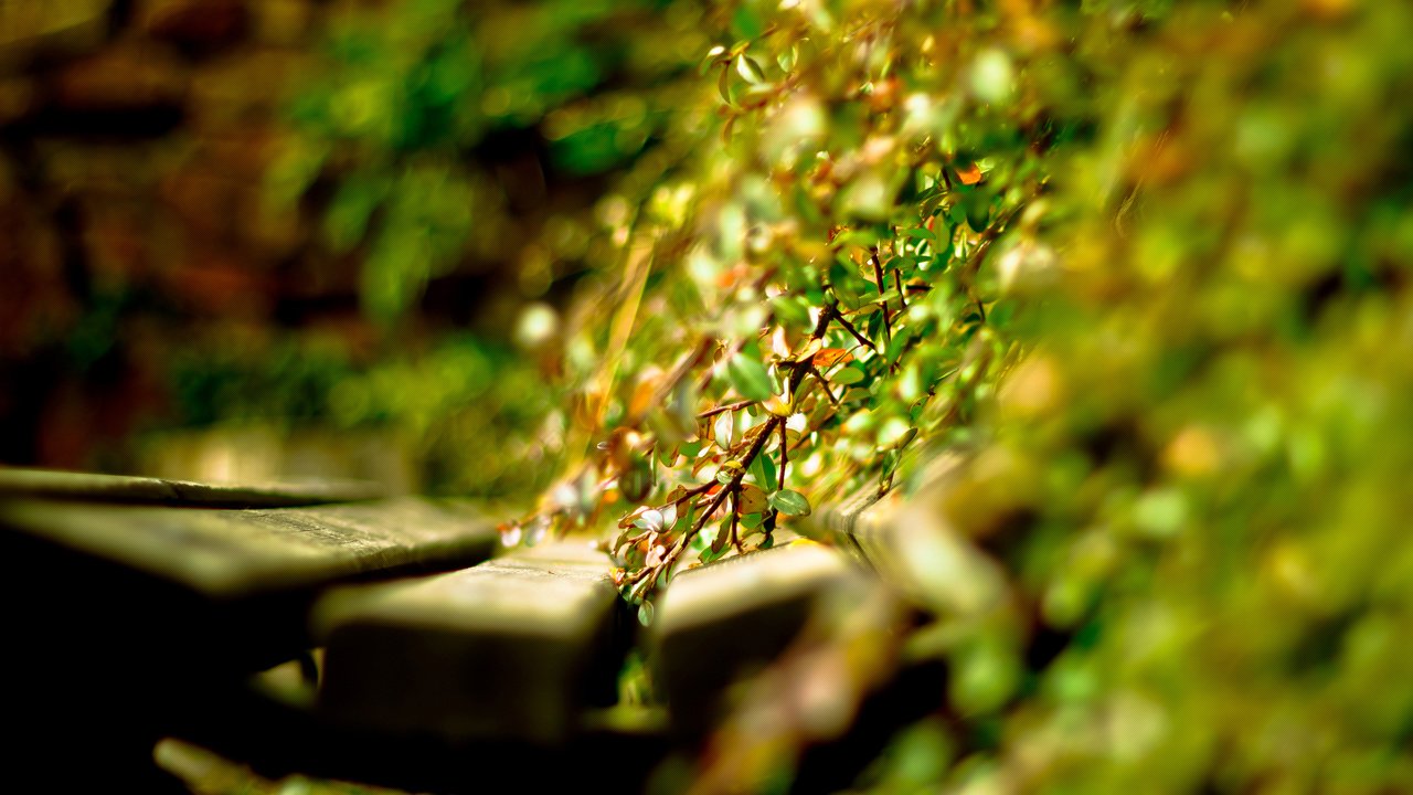 Обои свет, солнце, растения, листья, день, скамейка, лавочка, light, the sun, plants, leaves, day, bench, shop разрешение 2560x1600 Загрузить