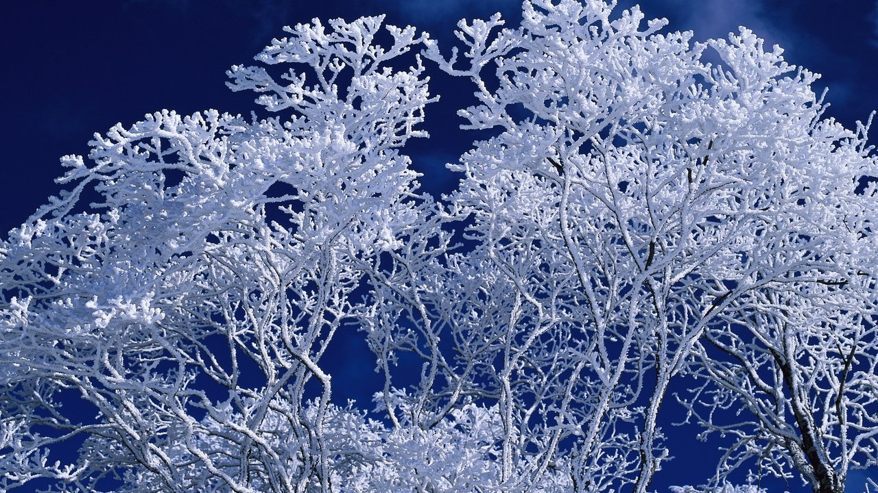 Обои небо, дерево, зима, ветки, иней, синий фон, the sky, tree, winter, branches, frost, blue background разрешение 1920x1200 Загрузить