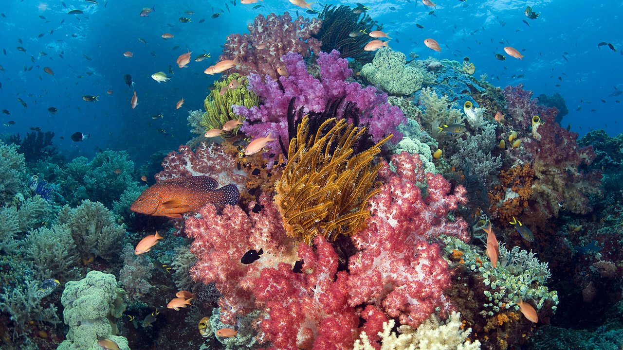 Обои море, рыбки, рыбы, кораллы, подводный мир, sea, fish, corals, underwater world разрешение 1920x1200 Загрузить