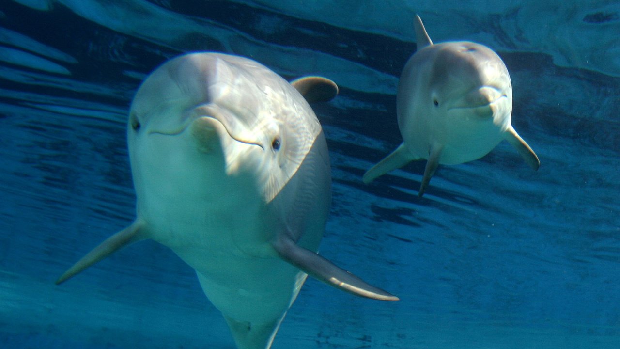 Обои животные, дельфины, дельфин, подводный мир, animals, dolphins, dolphin, underwater world разрешение 1920x1080 Загрузить