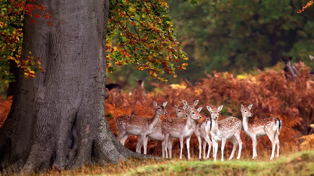 Обои олени, бэмби, deer, bambi разрешение 1920x1200 Загрузить