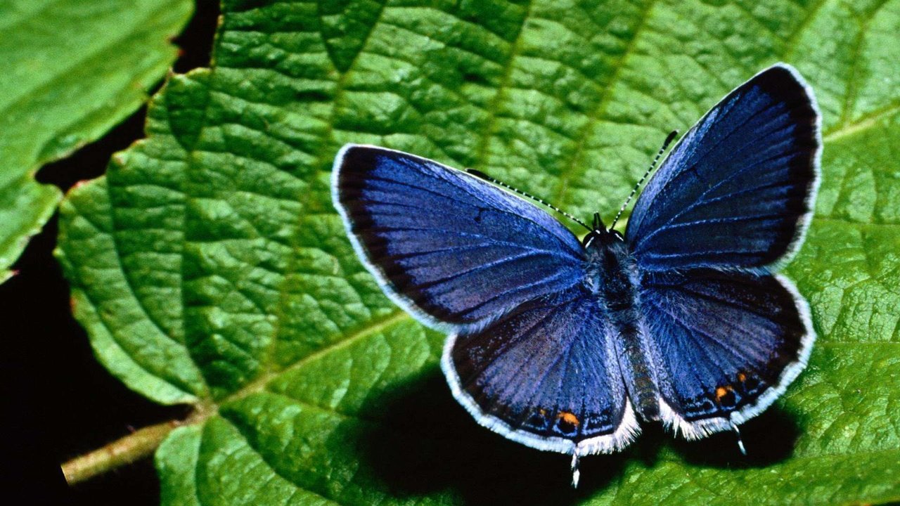 Обои макро, насекомое, бабочка, крылья, листик, macro, insect, butterfly, wings, leaf разрешение 1920x1200 Загрузить