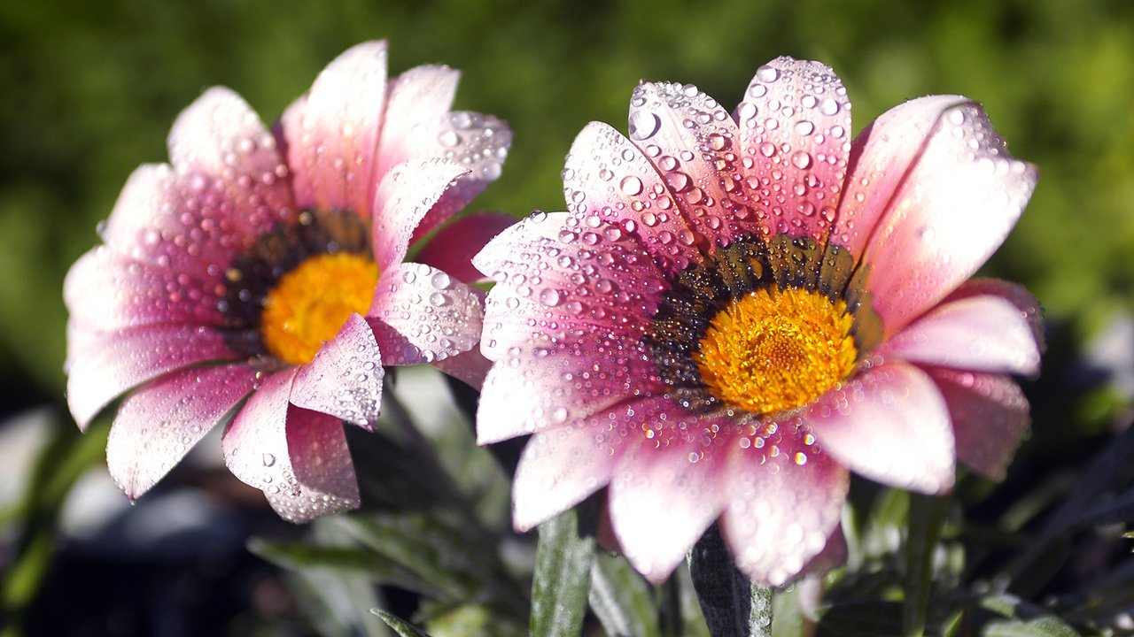 Обои цветы, макро, роса, лепестки, капельки, газания, flowers, macro, rosa, petals, droplets, gazania разрешение 1920x1080 Загрузить