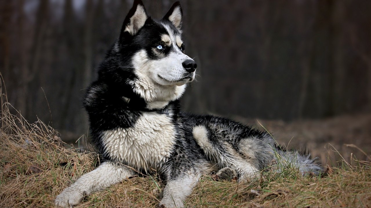 Обои морда, природа, взгляд, собака, хаски, черно-белый пес, face, nature, look, dog, husky, black and white dog разрешение 2560x1600 Загрузить