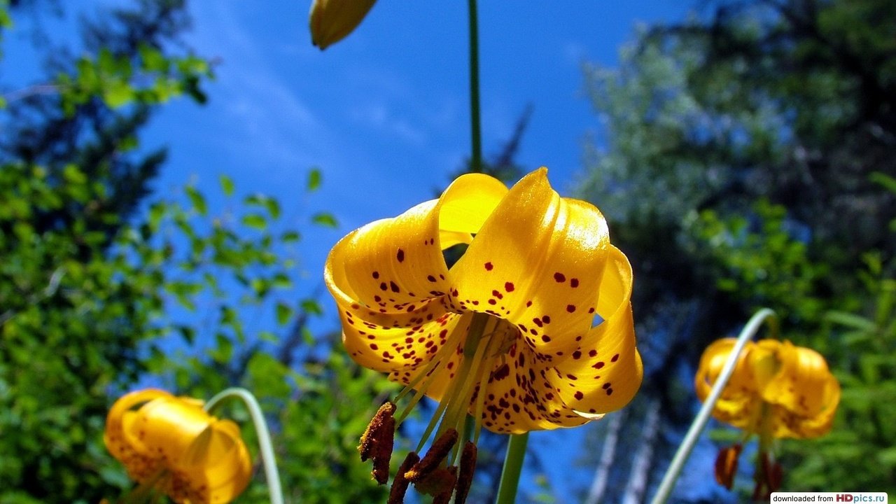 Обои небо, цветы, лепестки, тычинки, лилии, желтые, the sky, flowers, petals, stamens, lily, yellow разрешение 1920x1080 Загрузить