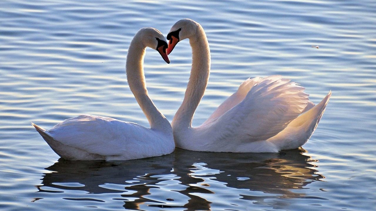 Обои озеро, птица, любовь, белые, лебеди, лебедь, lake, bird, love, white, swans, swan разрешение 1920x1200 Загрузить
