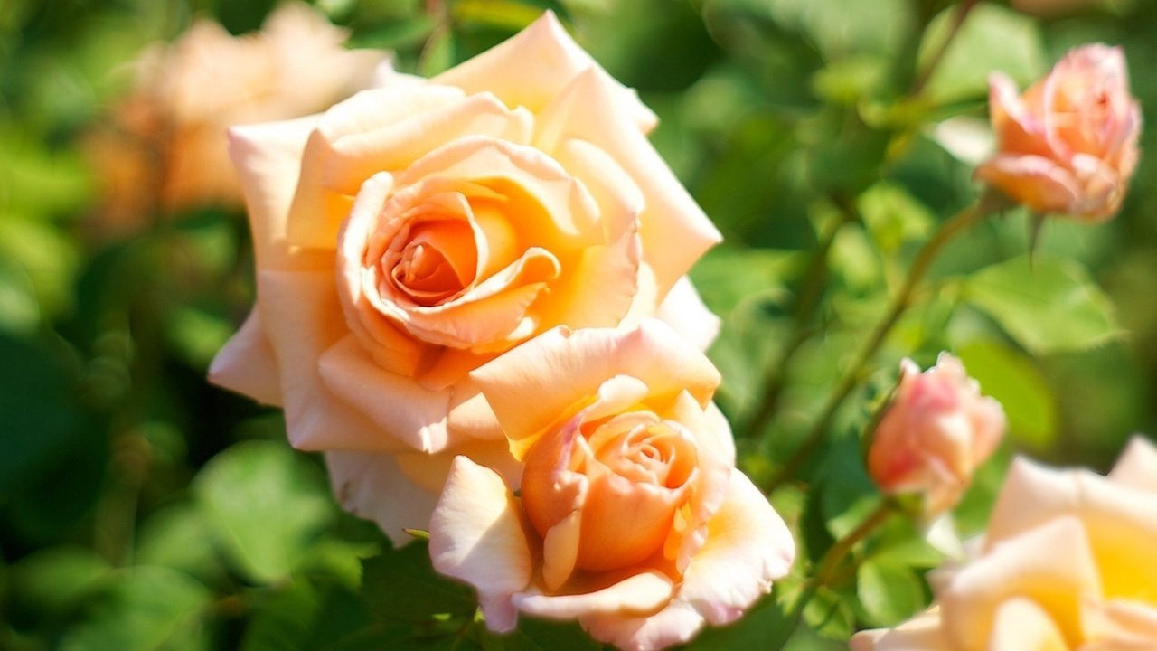 Обои цветы, макро, розы, роза, куст, оранжевые, чайные розы, flowers, macro, roses, rose, bush, orange, tea roses разрешение 1920x1200 Загрузить