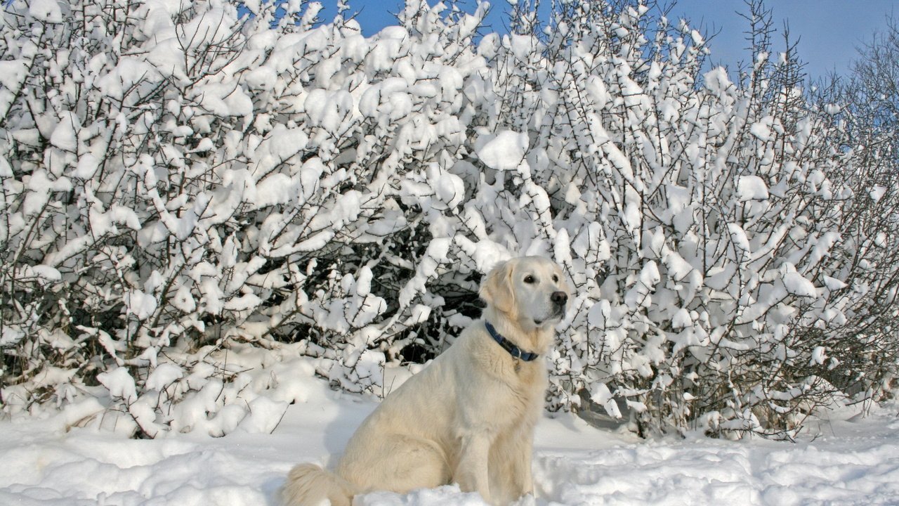 Обои снег, зима, собака, лабрадор, snow, winter, dog, labrador разрешение 2560x1600 Загрузить