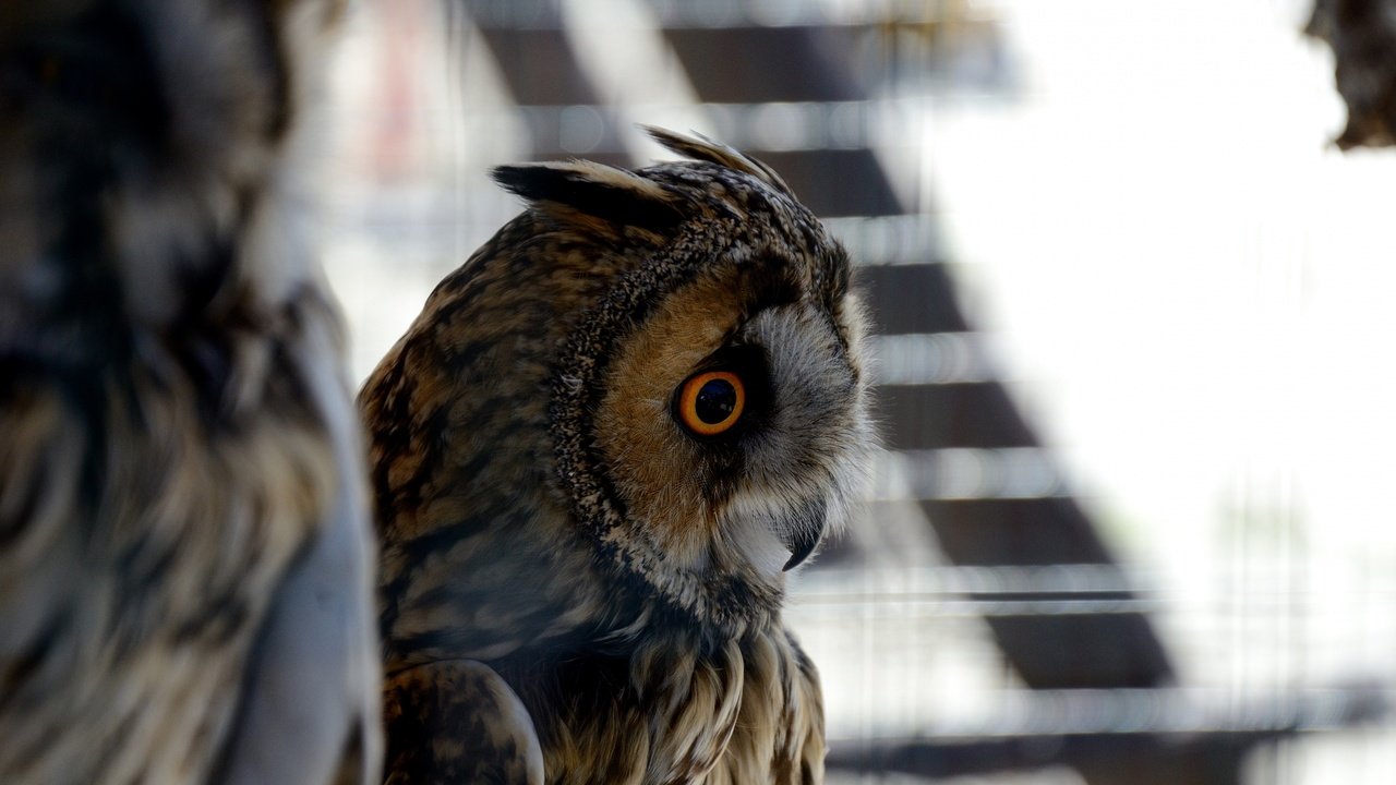 Обои глаза, сова, птица, перья, eyes, owl, bird, feathers разрешение 1920x1200 Загрузить
