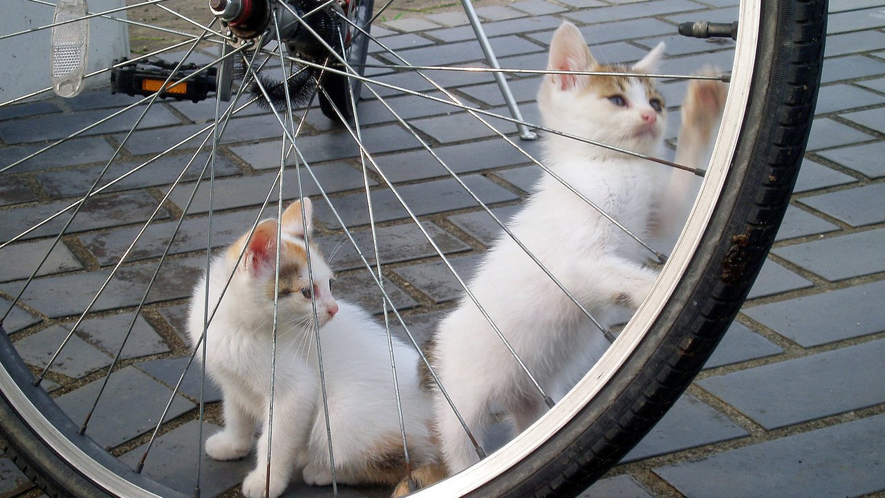 Обои игра, белые, кошки, котята, велосипед, брусчатка, the game, white, cats, kittens, bike, pavers разрешение 1920x1200 Загрузить