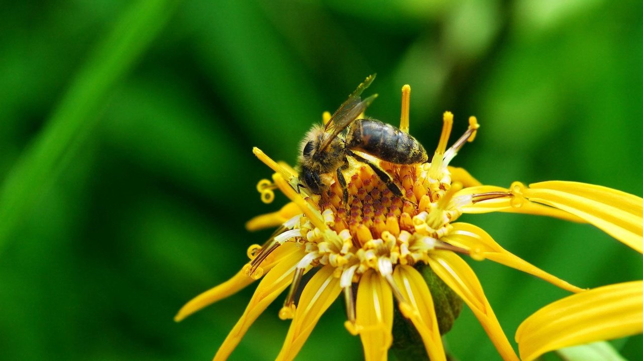 Обои макро, насекомое, цветок, лето, пчела, macro, insect, flower, summer, bee разрешение 1920x1200 Загрузить