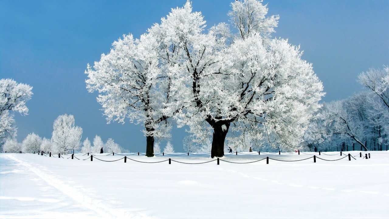 Обои небо, деревья, снег, природа, зима, иней, the sky, trees, snow, nature, winter, frost разрешение 1920x1200 Загрузить