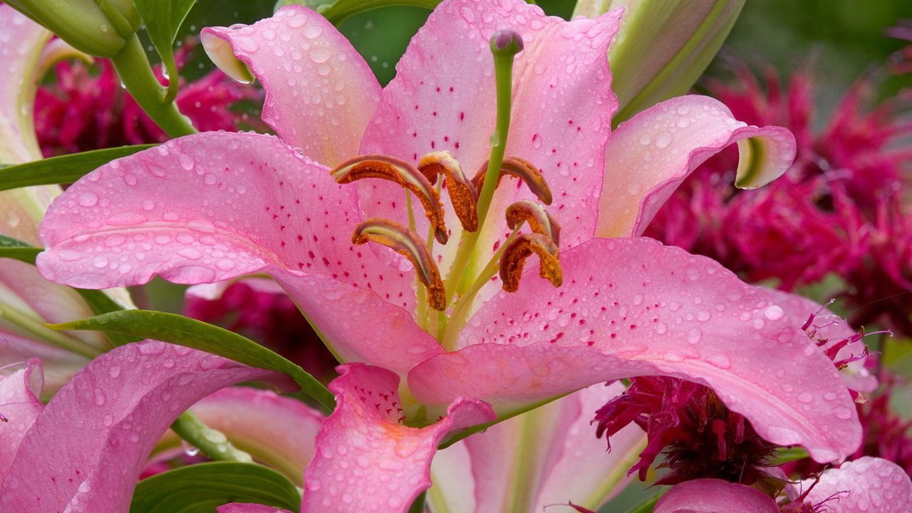 Обои цветы, цветок, лилия, розовая, капли воды, flowers, flower, lily, pink, water drops разрешение 1920x1200 Загрузить