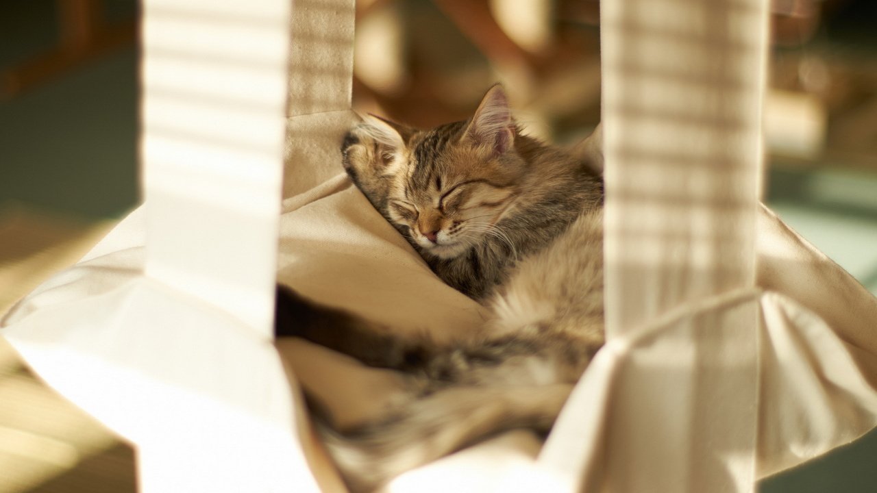 Обои кошка, сон, котенок, домик, кровать, cat, sleep, kitty, house, bed разрешение 1920x1200 Загрузить