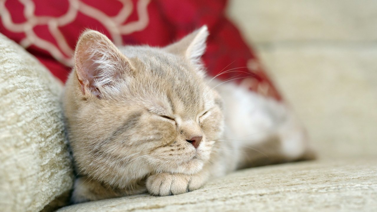 Обои подушки, кот, кошка, сон, pillow, cat, sleep разрешение 1920x1200 Загрузить