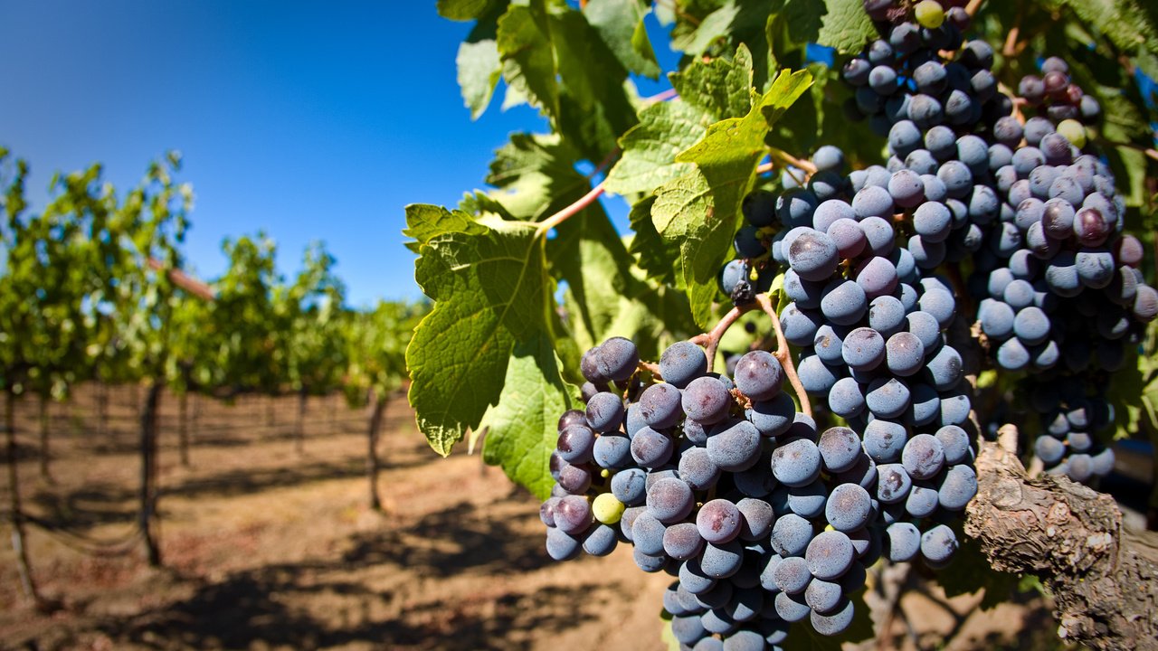 Обои листья, виноград, ягоды, лоза, кисть, гроздь, виноградник, leaves, grapes, berries, vine, brush, bunch, vineyard разрешение 2560x1600 Загрузить