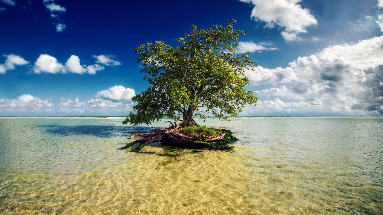 Обои вода, дерево, water, tree разрешение 1920x1200 Загрузить