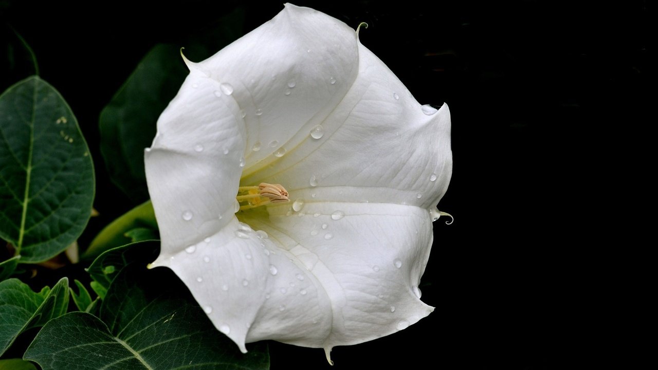 Обои цветок, капли, белый, flower, drops, white разрешение 1920x1080 Загрузить