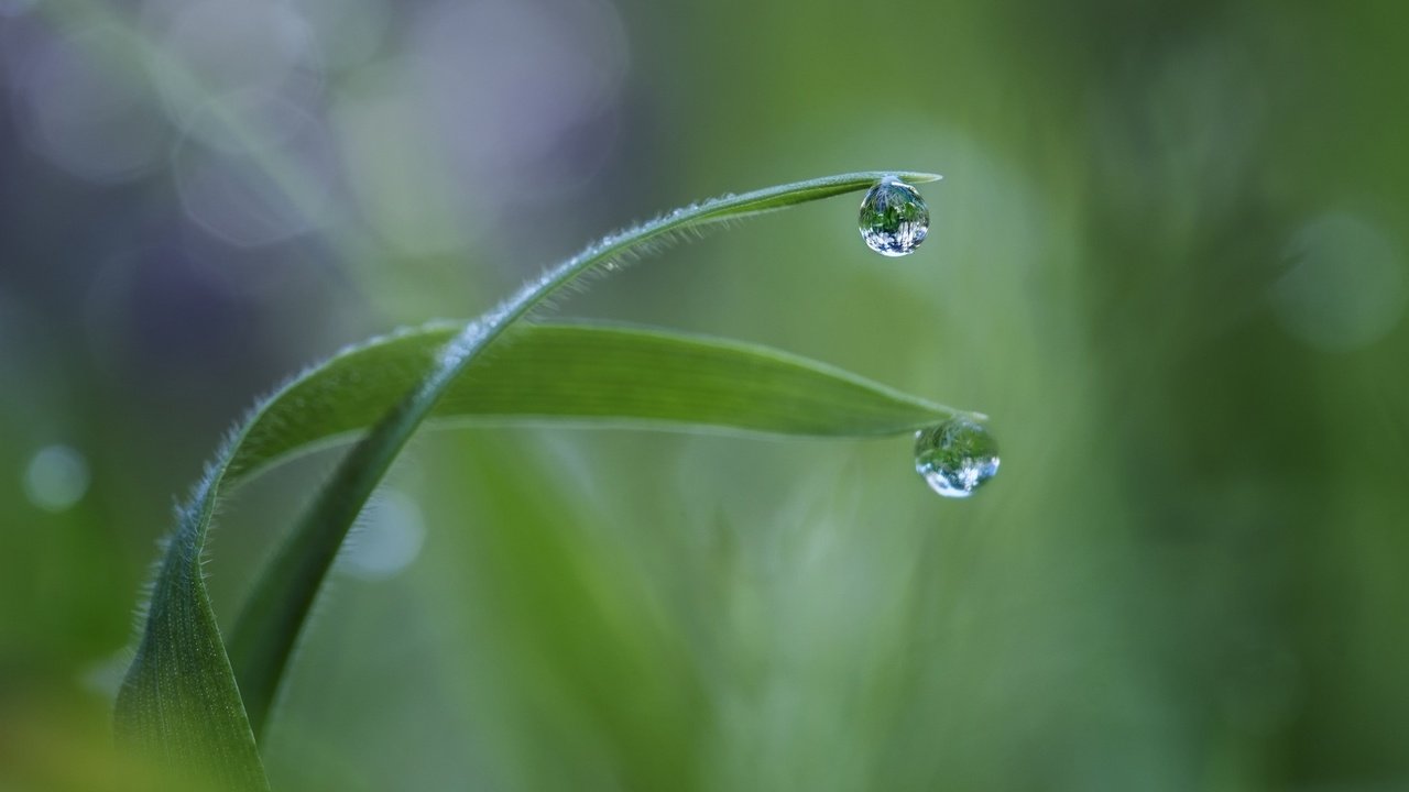 Обои трава, макро, роса, капля, травинки, grass, macro, rosa, drop разрешение 1920x1080 Загрузить