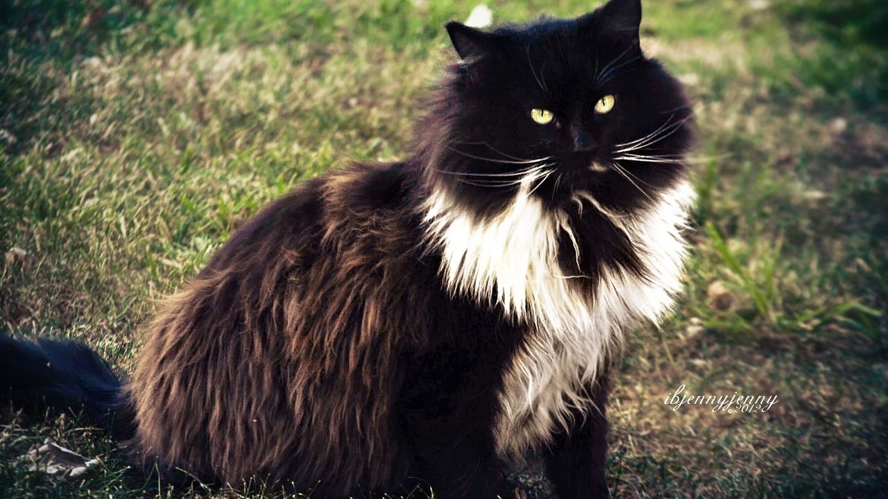 Обои трава, кот, кошка, пушистый, чёрно-белый, grass, cat, fluffy, black and white разрешение 2880x1800 Загрузить