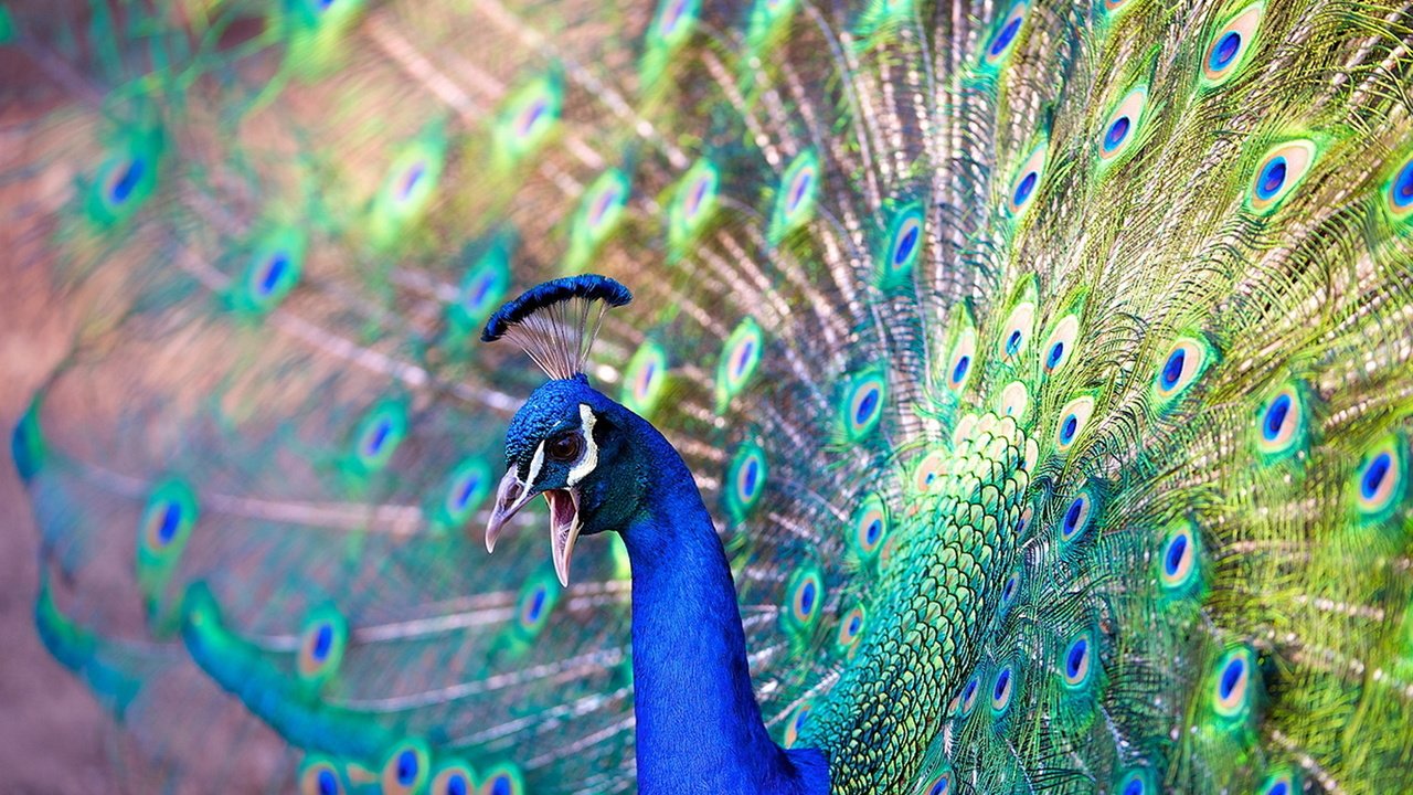 Обои красота, птица, павлин, beauty, bird, peacock разрешение 1920x1200 Загрузить