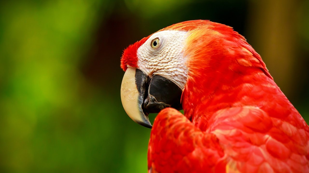Обои птица, попугай, ара, зеленокрылый ара, bird, parrot, ara, green-winged macaw разрешение 2560x1600 Загрузить