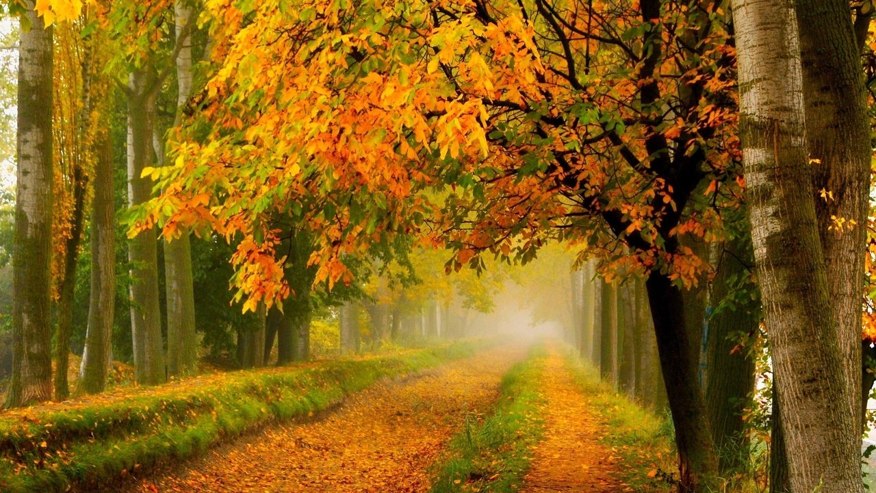 Обои листья, опадают, деревья., красочная, leaves, fall, trees., colorful разрешение 2048x1337 Загрузить