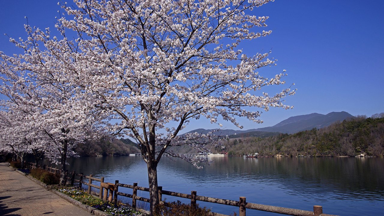 Обои река, пейзаж, япония, весна, сакура, river, landscape, japan, spring, sakura разрешение 1920x1200 Загрузить