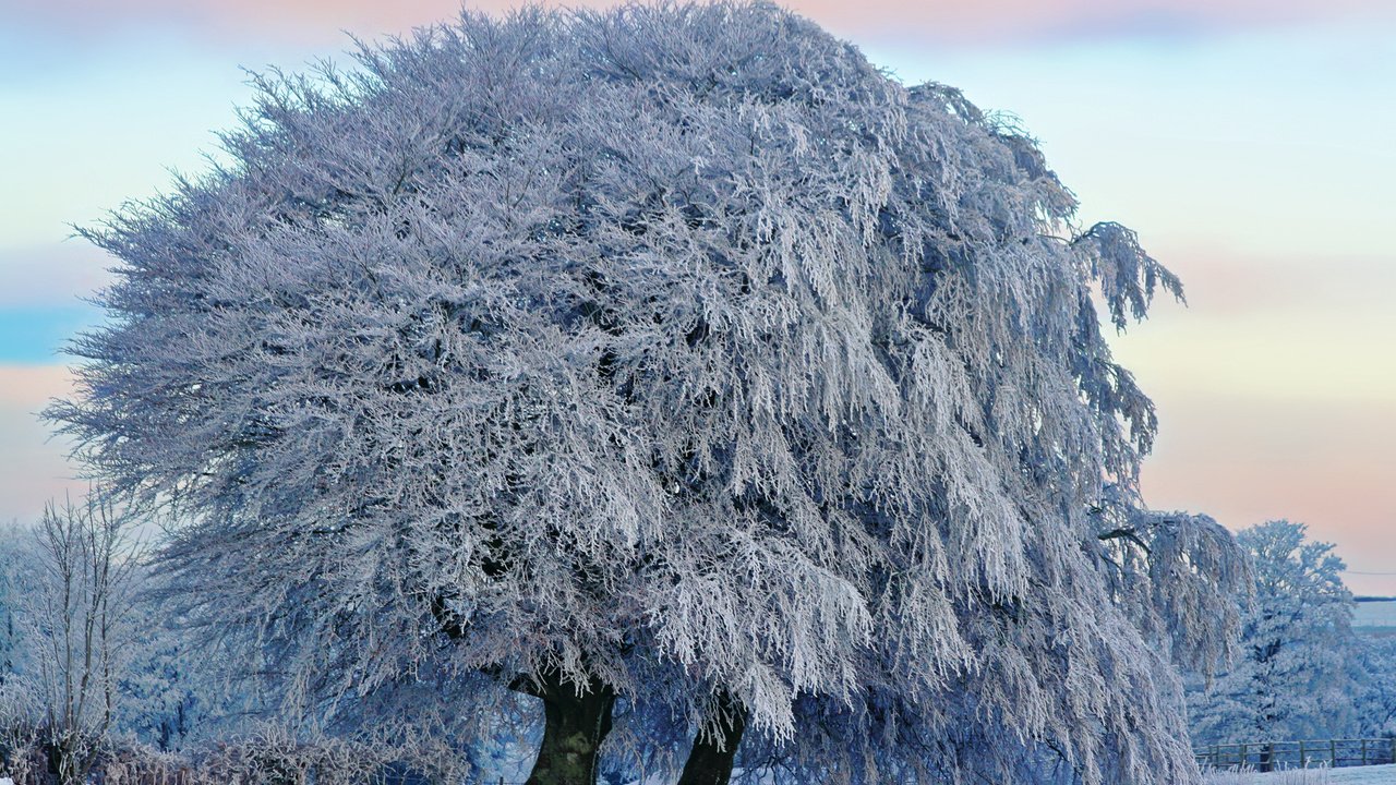 Обои снег, дерево, зима, красота, snow, tree, winter, beauty разрешение 1920x1200 Загрузить