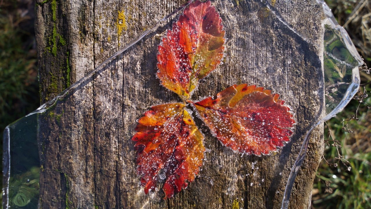 Обои природа, листья, иней, лёд, nature, leaves, frost, ice разрешение 4912x2760 Загрузить