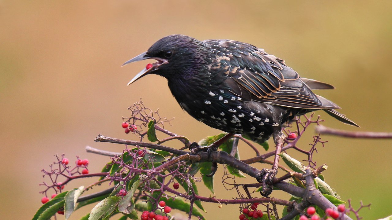 Обои ветка, листья, ягода, птицы, скворец, branch, leaves, berry, birds, starling разрешение 2877x1918 Загрузить