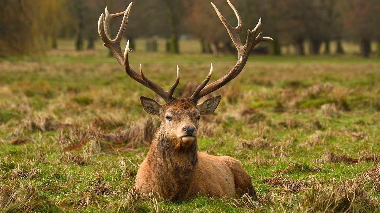 Обои трава, природа, олень, рога, grass, nature, deer, horns разрешение 4000x2659 Загрузить