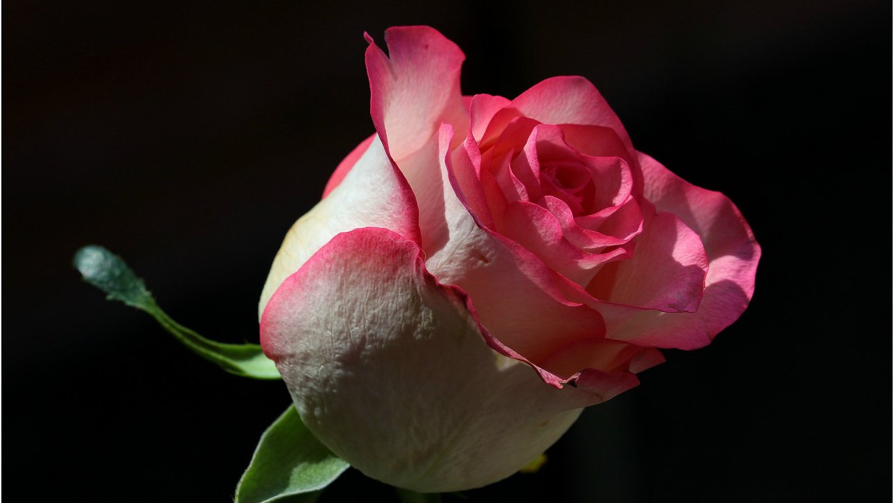 Обои фон, цветок, роза, background, flower, rose разрешение 2048x1367 Загрузить