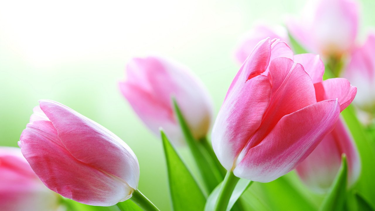 Обои цветы, фон, тюльпаны, розовые, flowers, background, tulips, pink разрешение 3543x2362 Загрузить