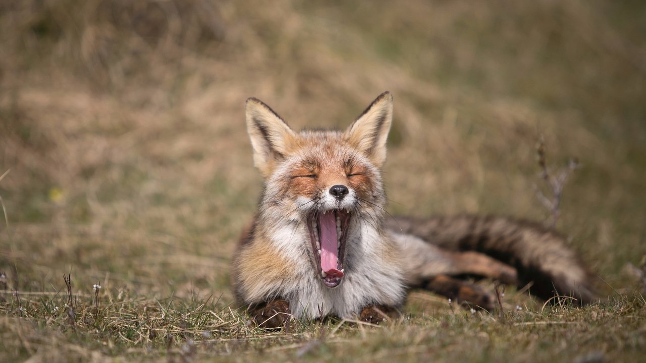 Обои природа, лиса, лисица, язык, зевает, nature, fox, language, yawns разрешение 2047x1282 Загрузить