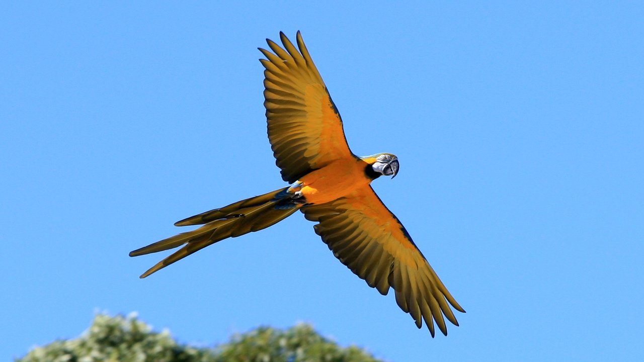 Обои крылья, птицы, хвост, попугай, попугай ара, wings, birds, tail, parrot, macaw parrot разрешение 1920x1153 Загрузить