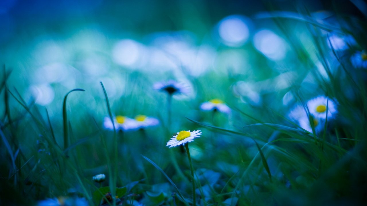 Обои трава, блики, поляна, размытость, ромашки, grass, glare, glade, blur, chamomile разрешение 1920x1200 Загрузить