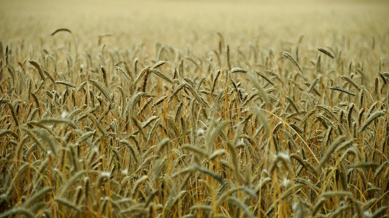 Обои поле, колосья, пшеница, стебли, field, ears, wheat, stems разрешение 1920x1275 Загрузить