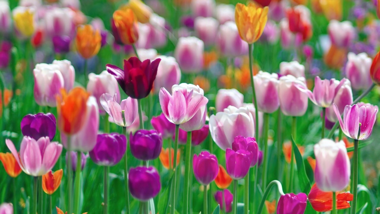Обои цветы, разноцветные, весна, тюльпаны, разные, flowers, colorful, spring, tulips, different разрешение 2048x1361 Загрузить