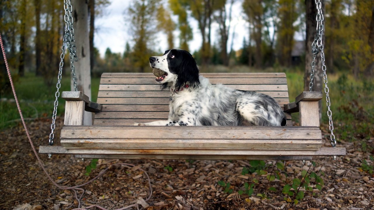 Обои осень, собака, скамейка, качели, сеттер, английский сеттер, autumn, dog, bench, swing, setter, the english setter разрешение 2560x1440 Загрузить