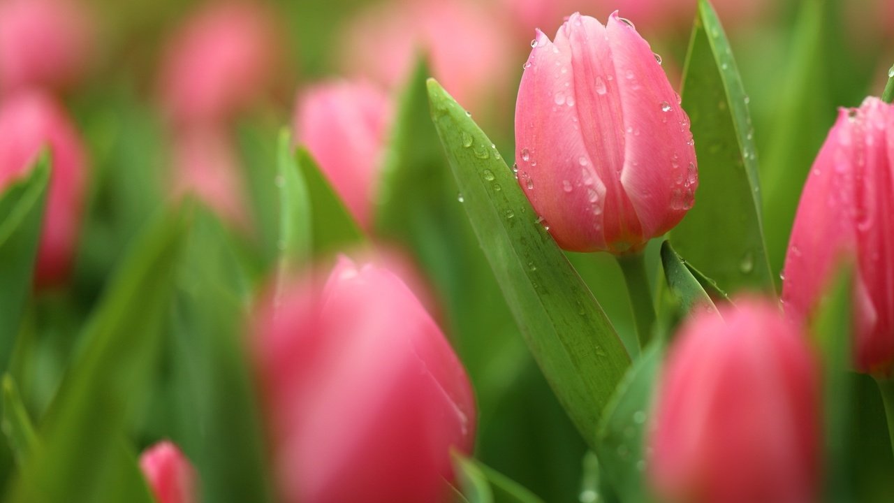 Обои цветение, бутоны, макро, капли, лепестки, тюльпаны, боке, flowering, buds, macro, drops, petals, tulips, bokeh разрешение 2048x1365 Загрузить