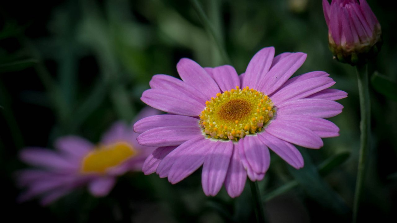 Обои трава, природа, макро, лепестки, стебель, grass, nature, macro, petals, stem разрешение 2048x1393 Загрузить